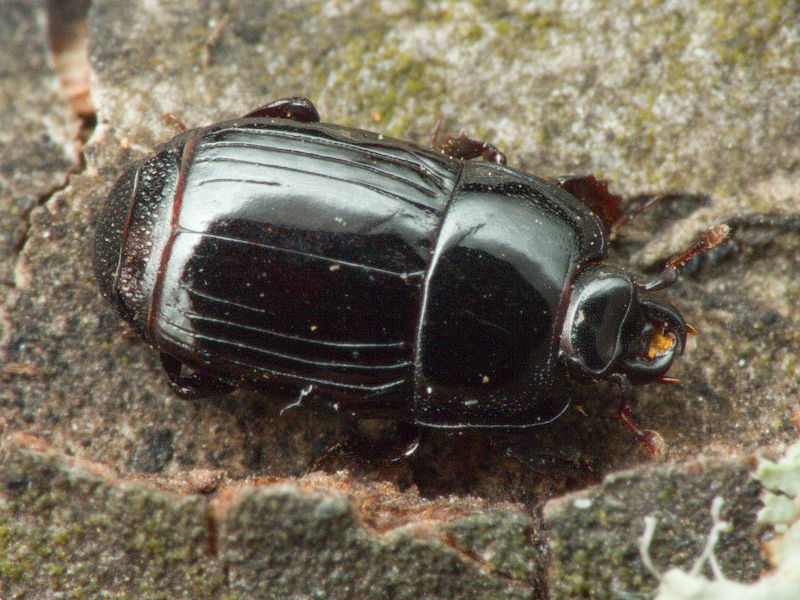 Platysoma compressum (Herbst, 1783)